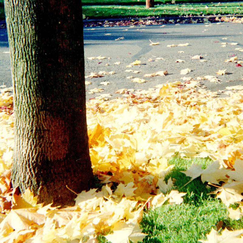 fall 2005 pdx by poofygoof
