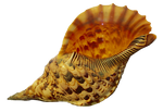 Shell cut out by SolStock