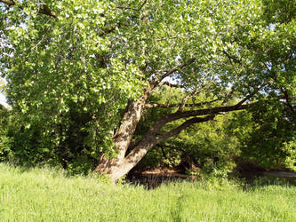 Leaning Tree by SolStock