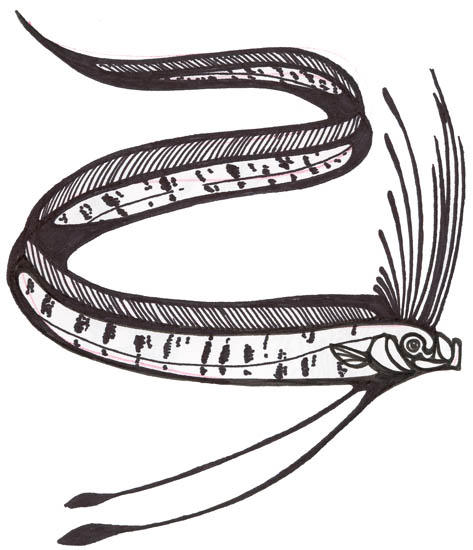 Oarfish by INKdustrial on DeviantArt