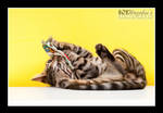 Omnomnom Catnip by wazabees