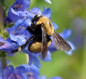 The Brown-Belted Bumble Bee by dreaming-of-serenity The Brown-Belted Bumble Bee by dreaming-of-serenity