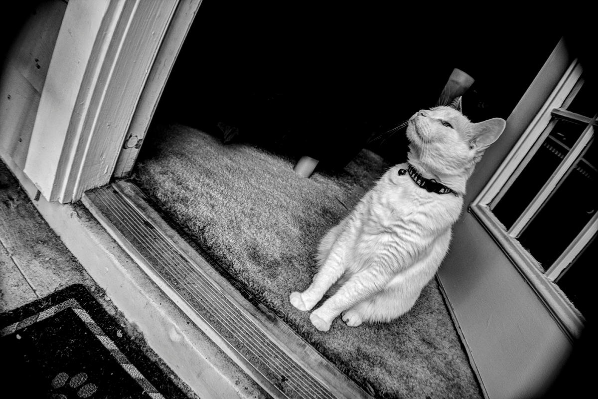 Guard Cat by RSMRonda