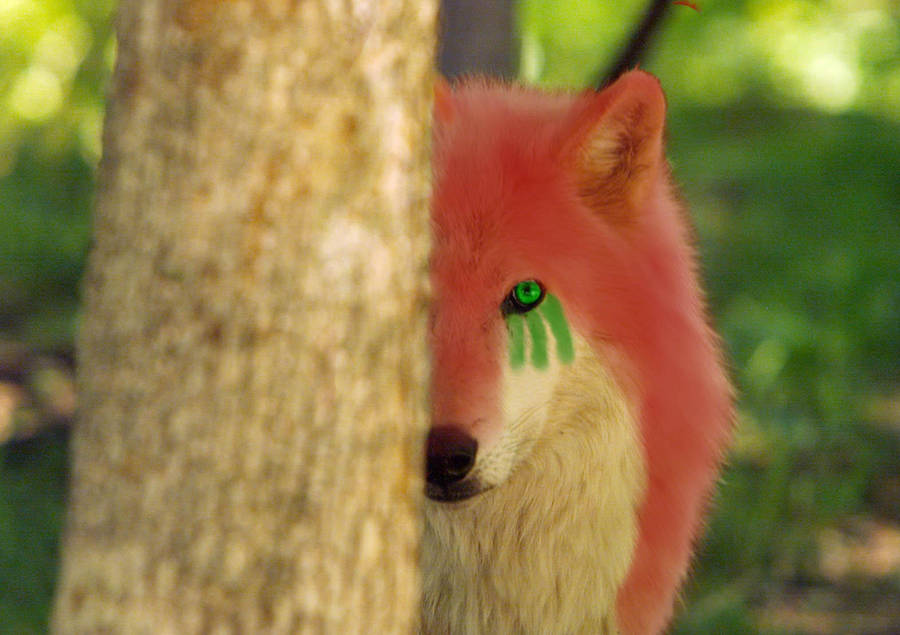 Real life Swiftkill by PeponeNRC Real life Swiftkill by PeponeNRC