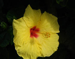 Solar Plexus by LunaLives