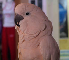 Umbrella Cockatoo by LunaLives