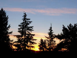 Sun In Trees by LunaLives