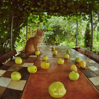 exterior cat2 by duskOFsummer