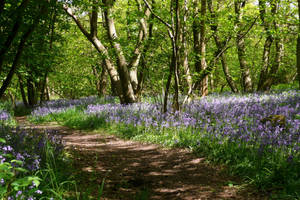 Tiptoe Through the Bluebells by Hazelbean