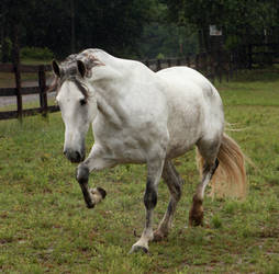 nico andalusian 7 by venomxbaby