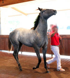 gray roan thoroughbred 1 by venomxbaby