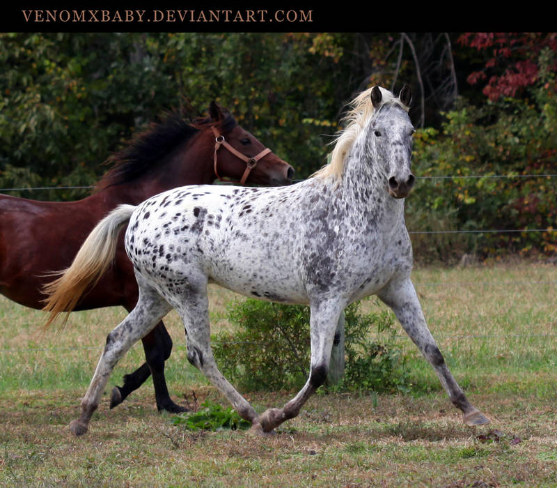 leopard appaloosa 1 by venomxbaby