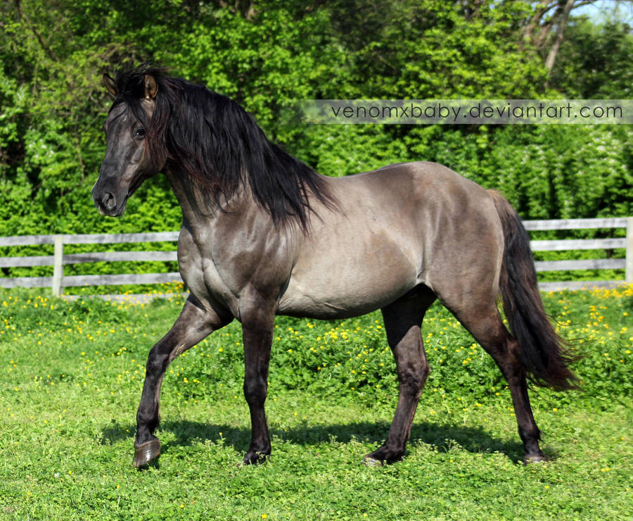 grullo stallion 3 by venomxbaby