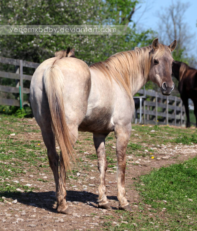 silver grulla mare 2 by venomxbaby
