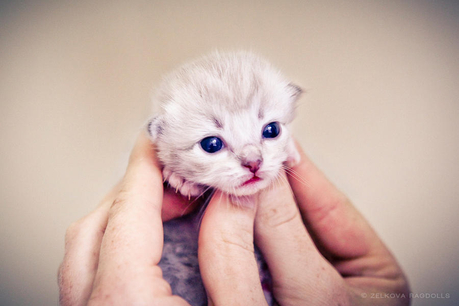 newborn ragdoll kitten face by venomxbaby newborn ragdoll kitten face by venomxbaby
