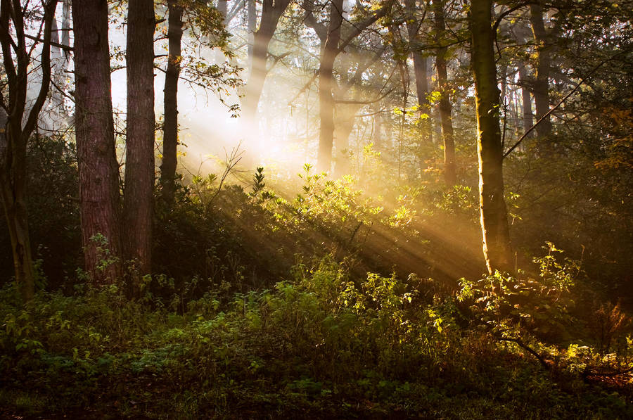 STOCK: Misty Forest light 8 by needanewname