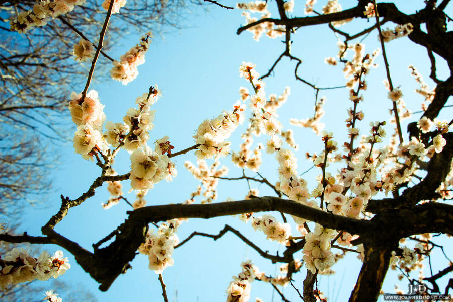 Japan White Cherry Blossoms by JoLuffiroSauce