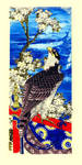 Falcon with Cherry Blooms by venatorfend