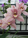 more pink orchids3 by Jezhawk-stock
