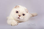 Diana of Simba Iceberg by Katrin-Elizabeth