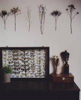 Long evenings in my room. by laura-makabresku