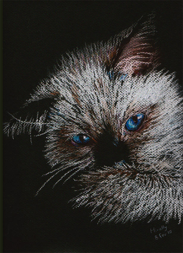 Cat in Pastel by Mirally