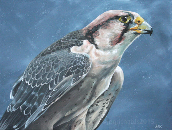 Savanna - Lanner falcon by odontocete