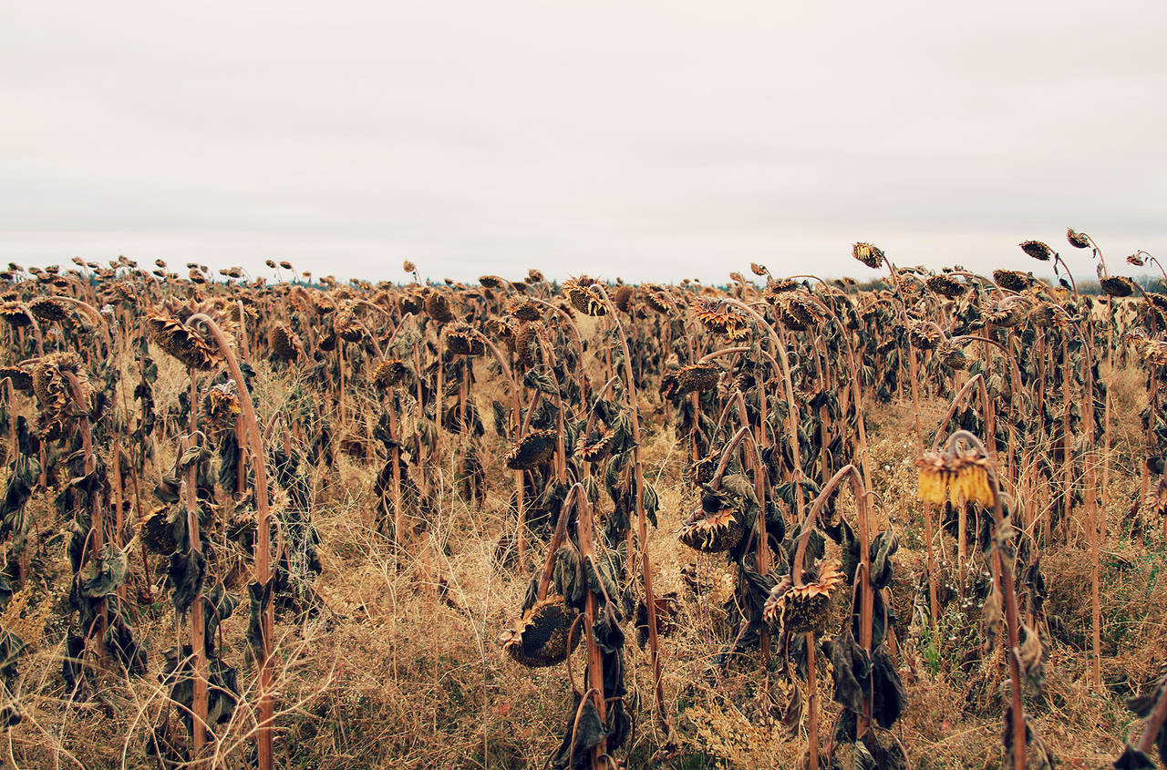 All Dead... by mackilvane
