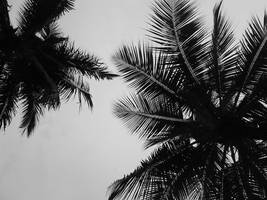 overhead palms by ronixkush134