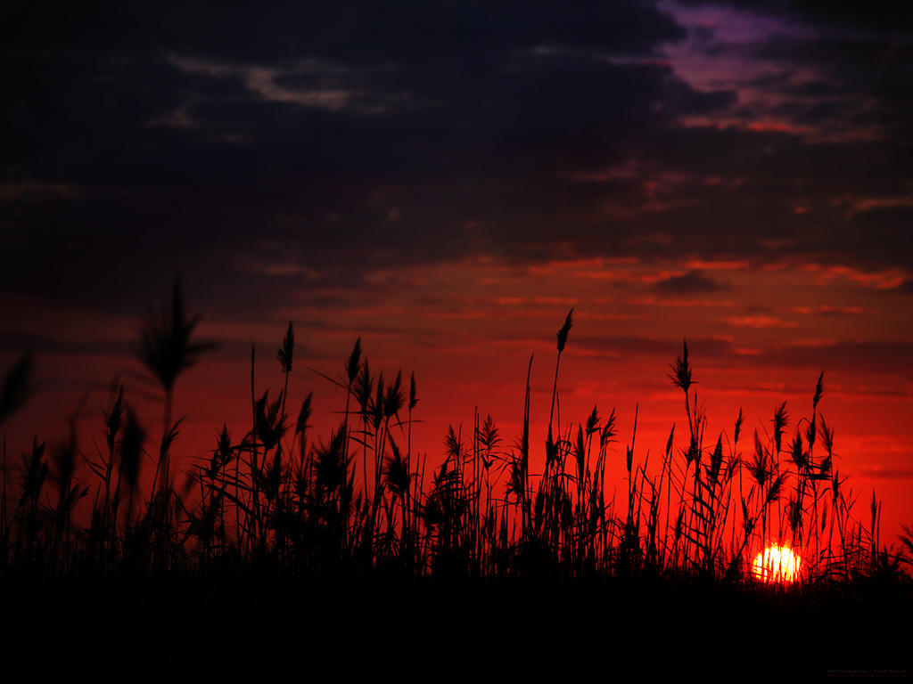 The Setting Sun by gilad