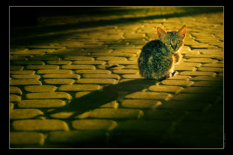 A place under the sun by gilad