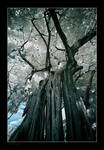 Family Tree by gilad