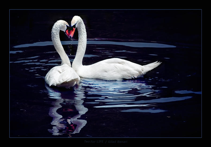 Two For Life by gilad