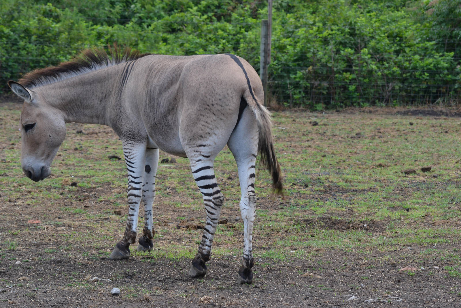 Zedonk 2 by PhotographyAndGoats on DeviantArt