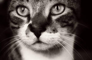 The Elusive Cosmo by NyxNymphaea