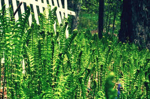 Spring Devouring Winter by NyxNymphaea