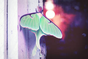 Wings of the Moon by NyxNymphaea