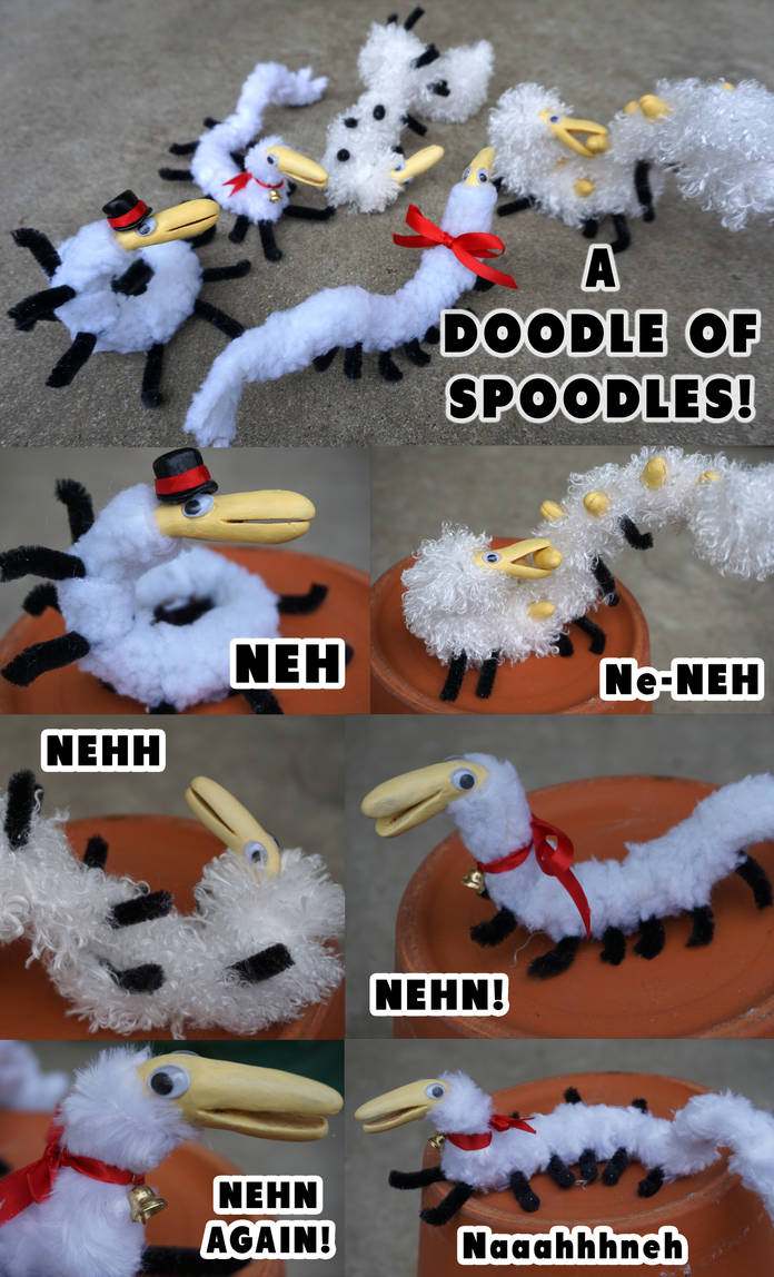 Spoodles in REAL LIFE by Nestly