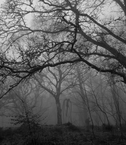 Steinmen Woods by Victor-Surge
