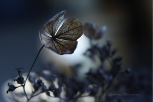 Moonlight Magic by ElyneNoir