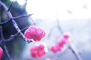 Pink by ElyneNoir Pink by ElyneNoir