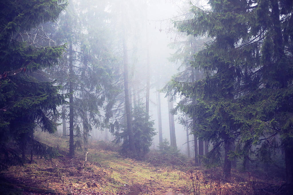363 - Autumn Mist by ElyneNoir 363 - Autumn Mist by ElyneNoir