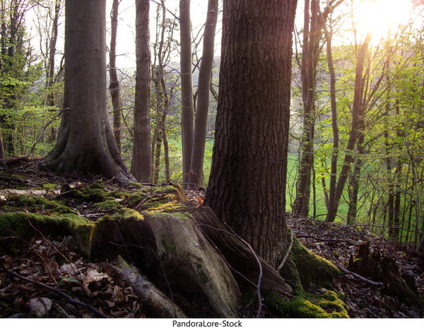 Tree Stump 06 by AnitaJoy-Stock