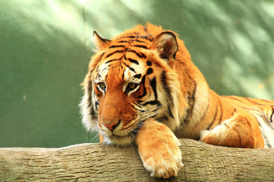 Stock: Bored Tiger by Celem