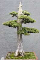 Tree Stock #1 by Noireuse