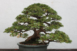 Tree Stock #10 by Noireuse