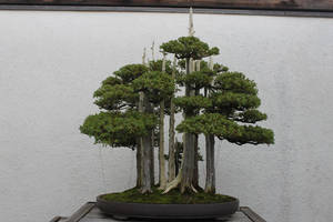 Tree Stock #13 by Noireuse