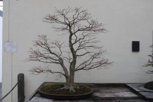 Tree Stock #30 by Noireuse