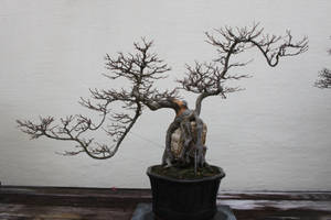 Tree Stock #33 by Noireuse