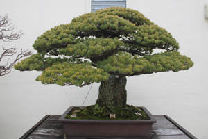 Tree Stock #35 by Noireuse